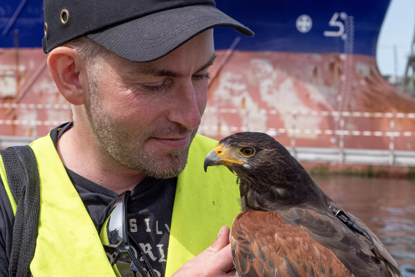 Ptaki drapieżne w Porcie Gdańsk to już stały widok. Mają bardzo ważne zadanie – odstras...