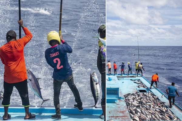 Ekolodzy: presja połowowa rośnie; 1/3 stad ryb jest przełowionych