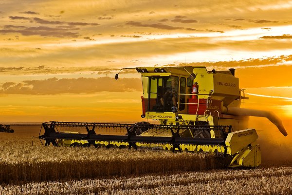 Nie tylko rzepak. Jak wygląda działalność Viterry w Polsce?