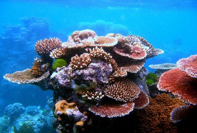 Australia ogłosiła plan poprawy jakości wody nad Wielką Rafą Koralową...