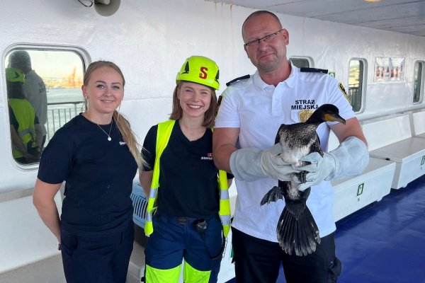 Skrzydlaty pasażer na gapę