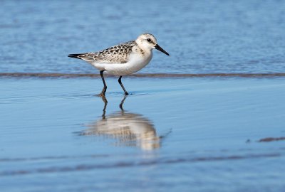 Kolejne działania Urzędu Morskiego w Gdyni na rzecz ochrony środowiska naturalnego