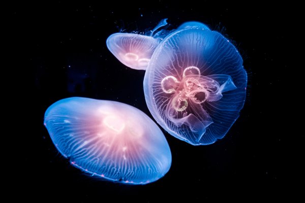 Naukowcy: meduzy mogą zdominować Ocean Arktyczny