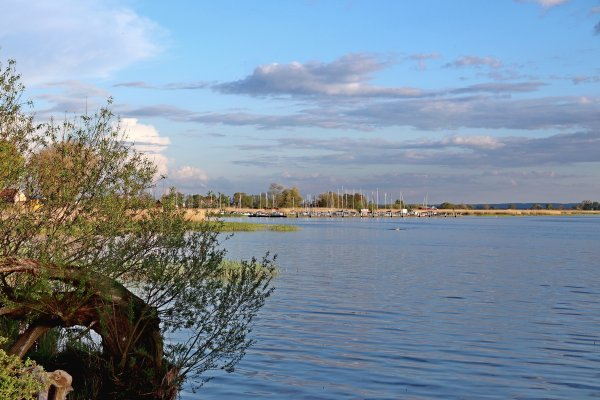 Na Odrze nie odnotowano śnięcia ryb