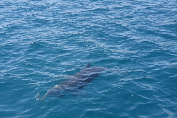 Delfin z Wenecji wyprowadzony na otwarte morze