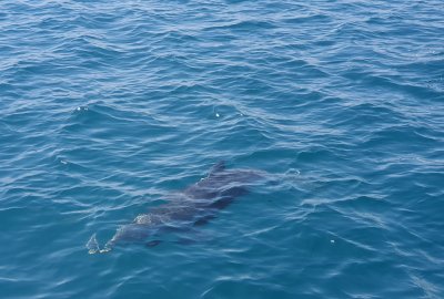 Delfin z Wenecji wyprowadzony na otwarte morze