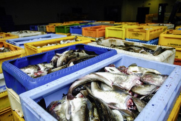 Są pierwsze przymiarki do limitów połowowych ryb na Bałtyku na 2026 rok