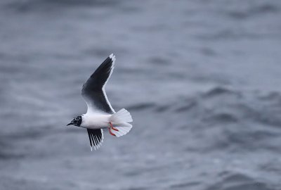 Policzyli ptaki na potrzeby morskiej farmy wiatrowej