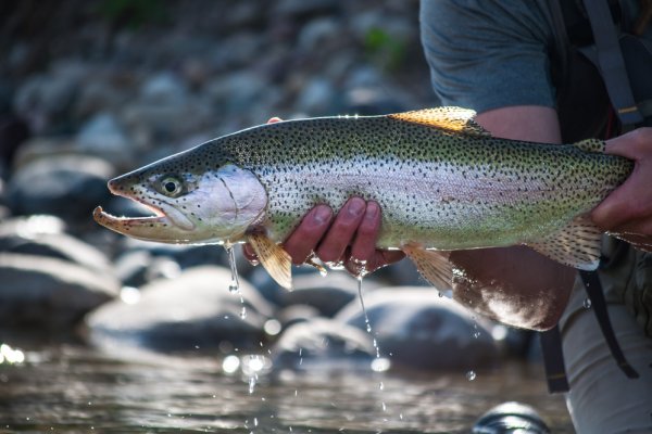 W centrum Sztokholmu wypuszczono do cieśnin tysiące łososi 