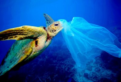 Jak niewielkie dawki plastiku w oceanach zabijają życie...