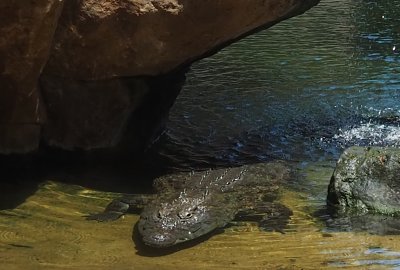 Krokodyle i hipopotamy wpłynęły w czasie powodzi do miast i atakują mies...