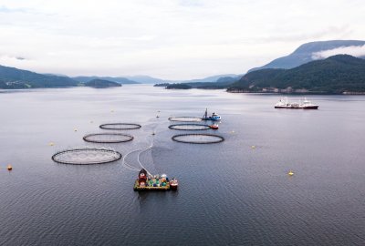 Farmy rybne z Norwegii zanieczyściły Atlantyk