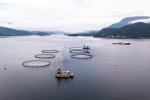 Farmy rybne z Norwegii zanieczyściły Atlantyk