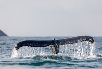 Niemcy: Służby porzuciły próby ratowania humbaka