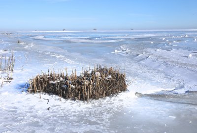 Na Zalewie Wiślanym trwają trzcinowe żniwa