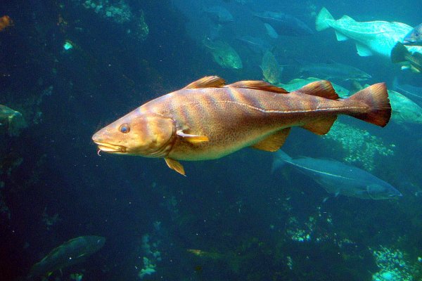 UE praktycznie zakazuje połowów dorszy we wschodnim Bałtyku