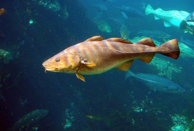 UE praktycznie zakazuje połowów dorszy we wschodnim Bałtyku