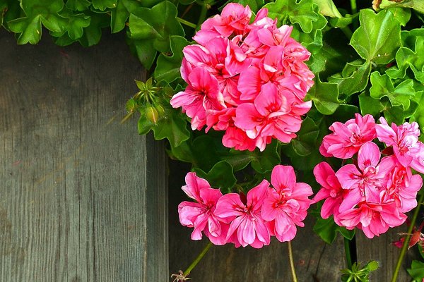 Uprawa Pelargonii Portalmorski Pl