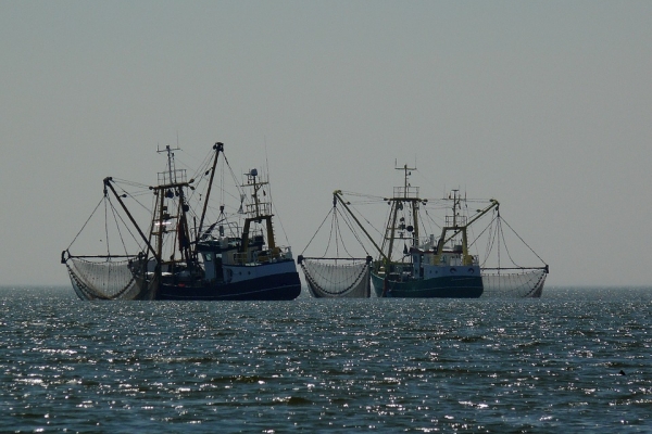 UE/KE proponuje ograniczenie połowów dorsza na Bałtyku
