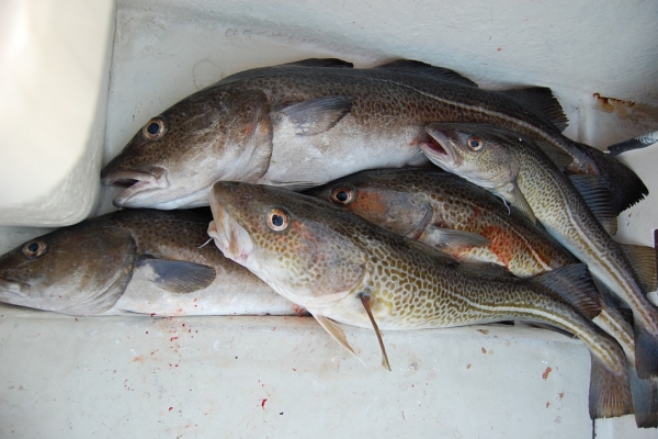 Rybacy zaniepokojeni propozycjami limitów połowowych na dorsza