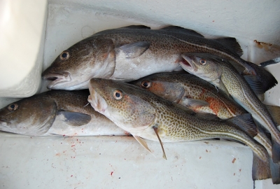 Ryby z niebieskim certyfikatem MSC w stałej ofercie sklepów Biedronka