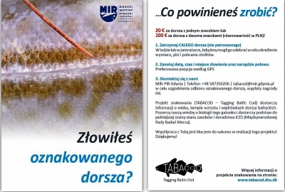 Rusza projekt znakowania dorszy bałtyckich