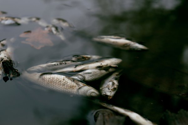 Z Kanału Gliwickiego wyłowiono ponad 150 kg śniętych ryb