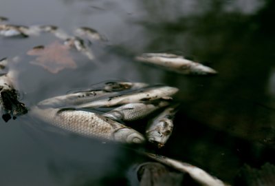 Z Kanału Gliwickiego wyłowiono ponad 150 kg śniętych ryb