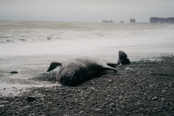 Dziesiątki martwych wielorybów znaleziono na plażach półwyspu Valdes