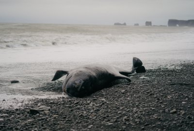 Dziesiątki martwych wielorybów znaleziono na plażach półwyspu Valdes...