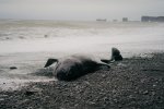 Dziesiątki martwych wielorybów znaleziono na plażach półwyspu Valdes...