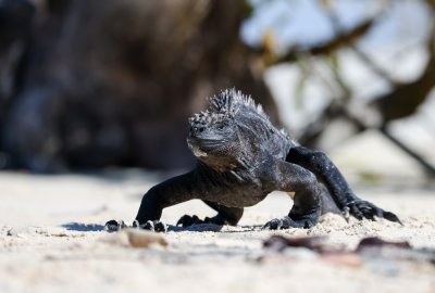 Rosjanka zatrzymana za próbę przemytu 32 legwanów morskich z Galapagos...