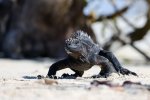 Rosjanka zatrzymana za próbę przemytu 32 legwanów morskich z Galapagos...