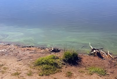 Gwałtowny spadek stężenia złotej algi w Porcie Gliwice